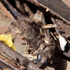 Podargus strigoides at Hughes, ACT - 18 Oct 2022 11:05 AM