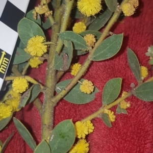 Acacia brachybotrya at suppressed - 18 Oct 2022