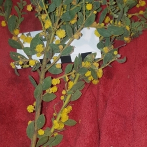 Acacia brachybotrya at suppressed - 18 Oct 2022