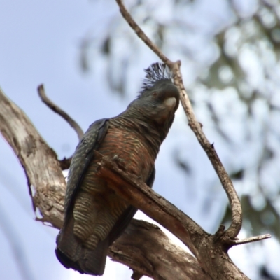 Callocephalon fimbriatum (Gang-gang Cockatoo) at GG91 - 18 Oct 2022 by LisaH