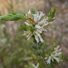 Brachyloma daphnoides at Stromlo, ACT - 18 Oct 2022 02:01 PM