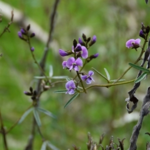 Glycine clandestina at Molonglo Valley, ACT - 9 Oct 2022