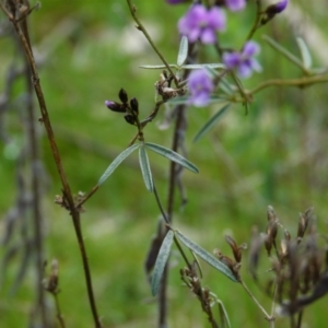 Glycine clandestina at Molonglo Valley, ACT - 9 Oct 2022