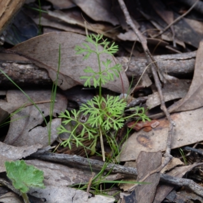 Daucus glochidiatus (Australian Carrot) at Molonglo Valley, ACT - 9 Oct 2022 by HughCo