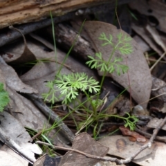 Daucus glochidiatus at Molonglo Valley, ACT - 9 Oct 2022 11:48 AM