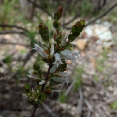 Brachyloma daphnoides (Daphne Heath) at Molonglo Valley, ACT - 9 Oct 2022 by HughCo