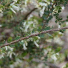 Brachyloma daphnoides at Molonglo Valley, ACT - 9 Oct 2022