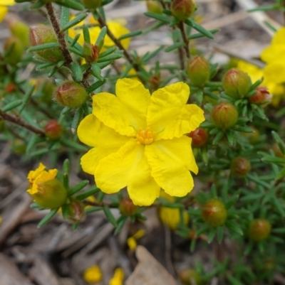 Hibbertia calycina (Lesser Guinea-flower) at Stromlo, ACT - 18 Oct 2022 by RobG1