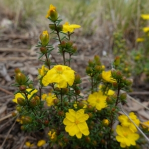 Hibbertia calycina at Stromlo, ACT - 18 Oct 2022 03:54 PM