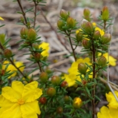 Hibbertia calycina at Stromlo, ACT - 18 Oct 2022