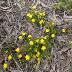 Hibbertia calycina at Stromlo, ACT - 18 Oct 2022 03:54 PM