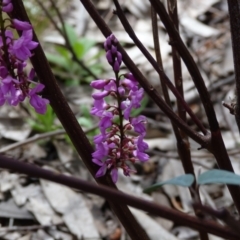 Indigofera australis subsp. australis (Australian Indigo) at Molonglo Valley, ACT - 9 Oct 2022 by HughCo