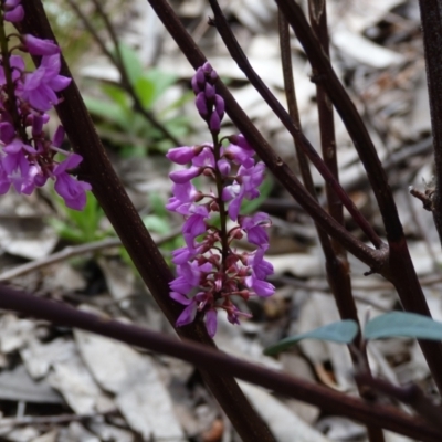 Indigofera australis subsp. australis (Australian Indigo) at Molonglo Valley, ACT - 9 Oct 2022 by HughCo