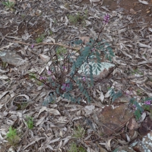 Indigofera australis subsp. australis at Molonglo Valley, ACT - 9 Oct 2022