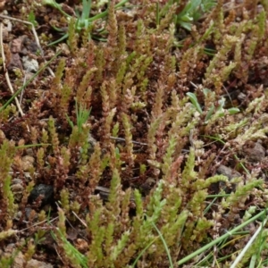 Crassula sieberiana at Molonglo Valley, ACT - 9 Oct 2022