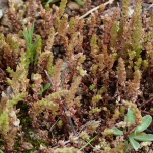 Crassula sieberiana at Molonglo Valley, ACT - 9 Oct 2022