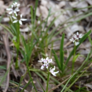 Wurmbea dioica subsp. dioica at Stromlo, ACT - 9 Oct 2022