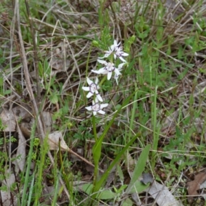 Wurmbea dioica subsp. dioica at Stromlo, ACT - 9 Oct 2022