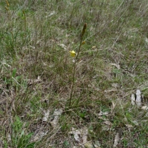 Bulbine bulbosa at Stromlo, ACT - 9 Oct 2022