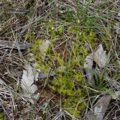 Drosera gunniana (Pale Sundew) at Stromlo, ACT - 9 Oct 2022 by HughCo