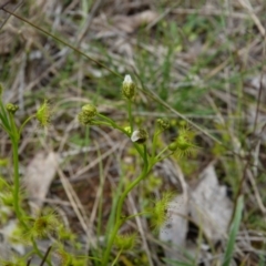 Drosera gunniana at Stromlo, ACT - 9 Oct 2022