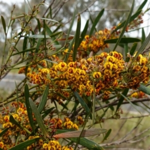 Daviesia mimosoides subsp. mimosoides at Stromlo, ACT - 18 Oct 2022