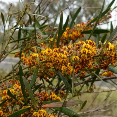 Daviesia mimosoides subsp. mimosoides at Stromlo, ACT - 18 Oct 2022 by RobG1