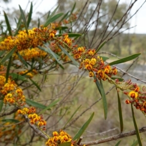 Daviesia mimosoides subsp. mimosoides at Stromlo, ACT - 18 Oct 2022