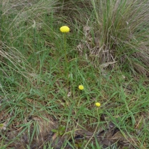 Craspedia variabilis at Stromlo, ACT - suppressed