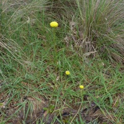 Craspedia variabilis (Common Billy Buttons) - 1 Jan 1900 by HughCo