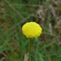 Craspedia variabilis at Stromlo, ACT - suppressed