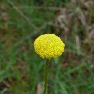 Craspedia variabilis at Stromlo, ACT - suppressed