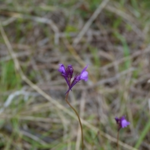 Linaria pelisseriana at Stromlo, ACT - 9 Oct 2022