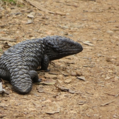 Tiliqua rugosa (Shingleback Lizard) at Mount Majura - 18 Oct 2022 by Christine