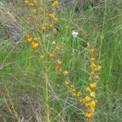 Daviesia leptophylla/mimosoides (Slender Bitter Pea/Bitter Pea) at Watson, ACT - 18 Oct 2022 by MPW