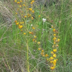 Daviesia leptophylla/mimosoides at Watson, ACT - 18 Oct 2022 03:48 PM