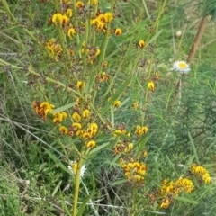 Daviesia leptophylla/mimosoides at Watson, ACT - 18 Oct 2022 03:48 PM