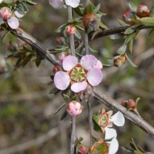 Gaudium multicaule at Stromlo, ACT - 18 Oct 2022 03:50 PM