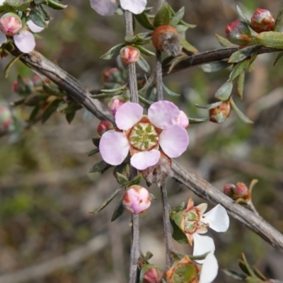 Gaudium multicaule (Teatree) at Stromlo, ACT - 18 Oct 2022 by RobG1