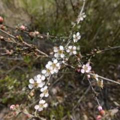 Gaudium multicaule at Stromlo, ACT - 18 Oct 2022