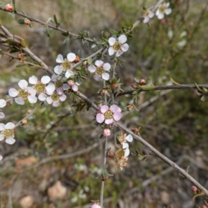 Gaudium multicaule at Stromlo, ACT - 18 Oct 2022 03:50 PM