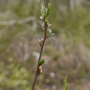 Gaudium multicaule at Stromlo, ACT - 18 Oct 2022 03:50 PM