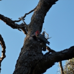 Callocephalon fimbriatum (Gang-gang Cockatoo) at Mount Majura - 15 Oct 2022 by HughCo