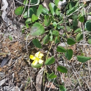 Goodenia hederacea at Harrison, ACT - 18 Oct 2022 03:46 PM