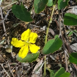 Goodenia hederacea at Harrison, ACT - 18 Oct 2022 03:46 PM