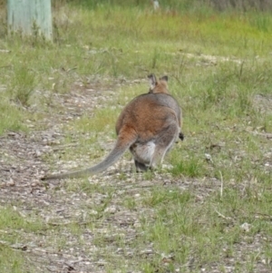 Notamacropus rufogriseus at Stromlo, ACT - 18 Oct 2022