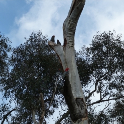 Callocephalon fimbriatum (Gang-gang Cockatoo) at Ainslie, ACT - 18 Oct 2022 by HughCo