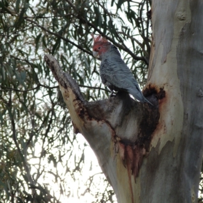 Callocephalon fimbriatum (Gang-gang Cockatoo) at Mount Ainslie - 18 Oct 2022 by HughCo