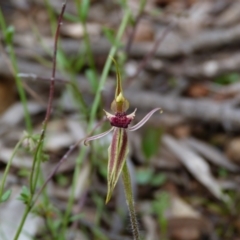 Caladenia actensis (Canberra Spider Orchid) by HughCo