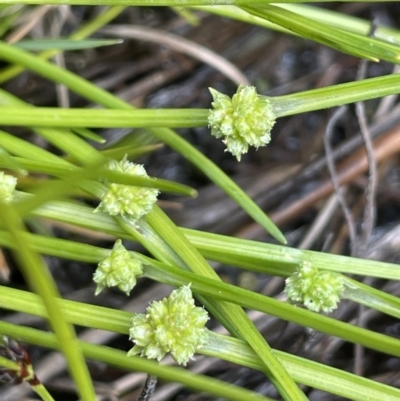 Isolepis gaudichaudiana (Benambra Club-sedge) at Pomaderris Nature Reserve - 17 Oct 2022 by JaneR